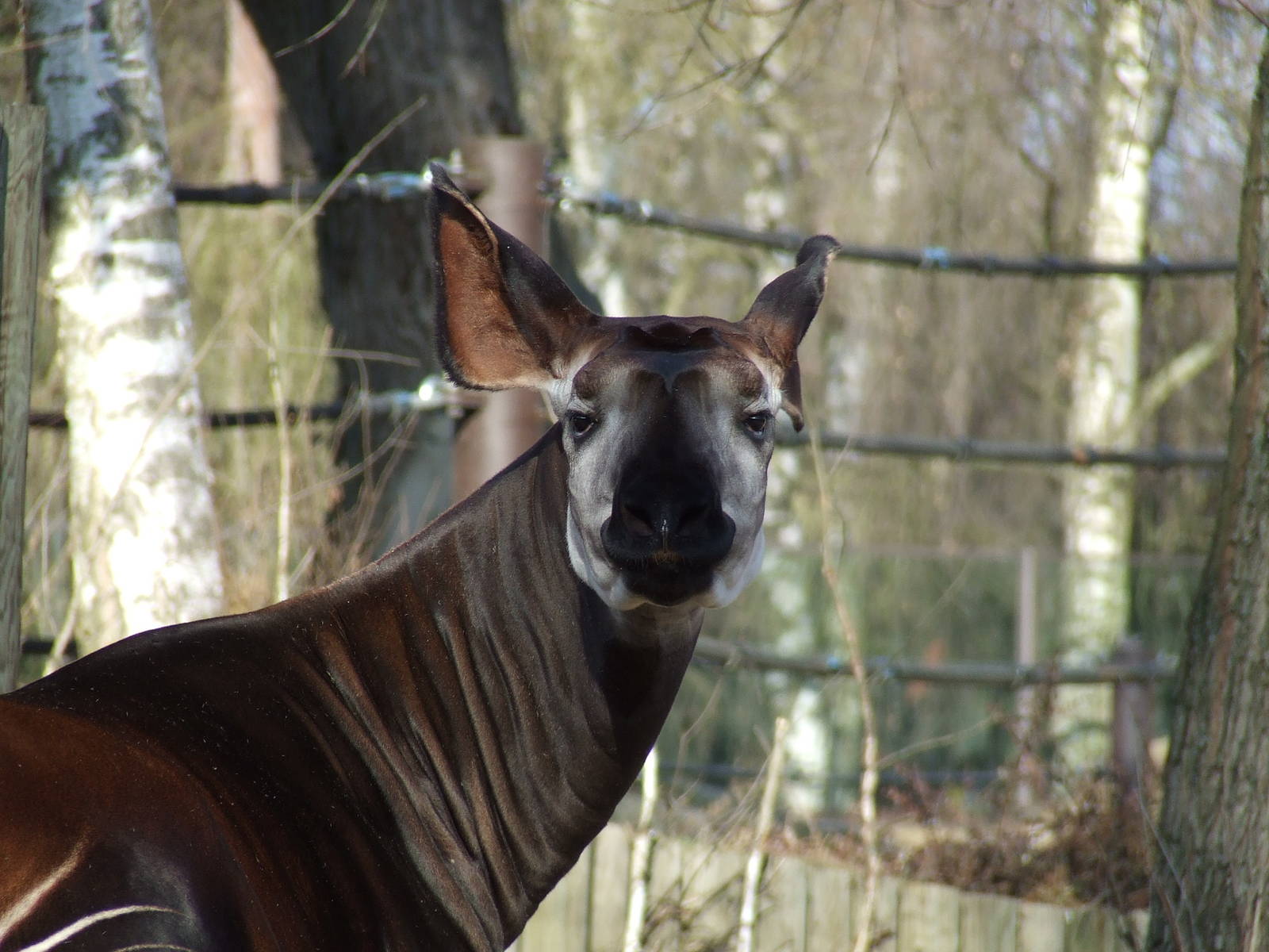 Okapi