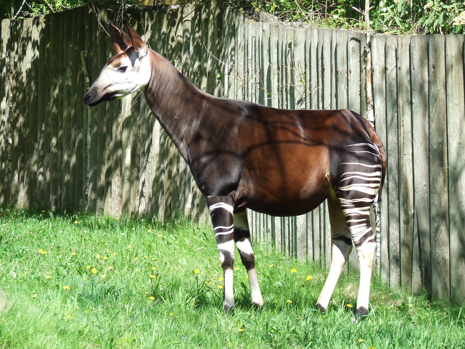 Okapi