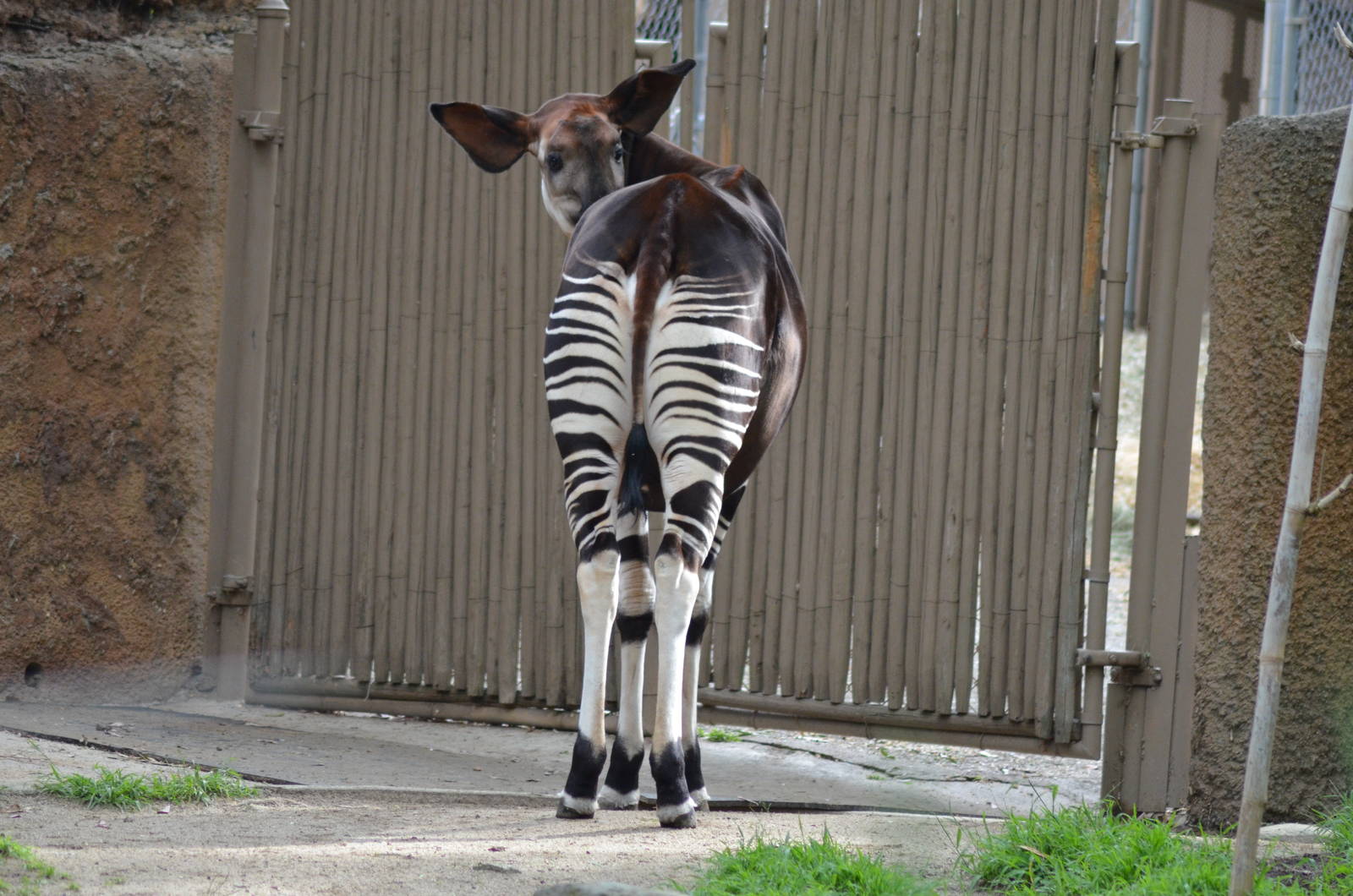 Okapi