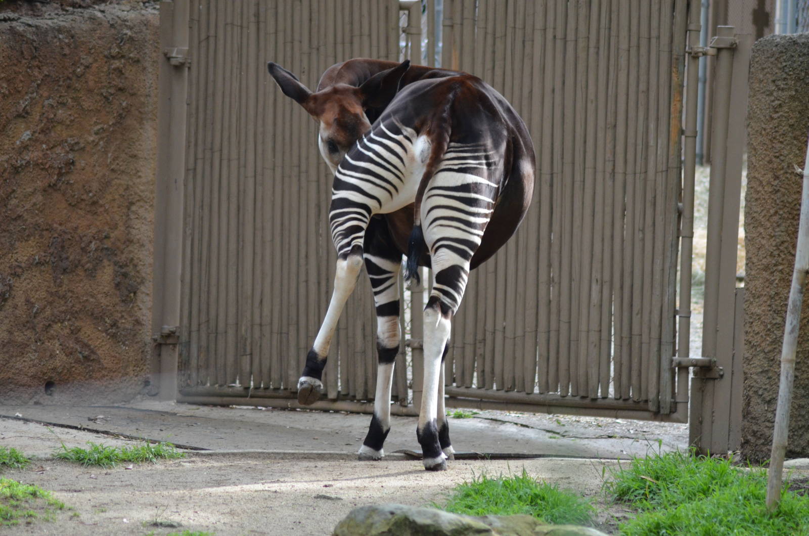 Okapi