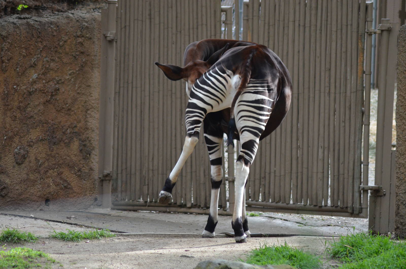 Okapi