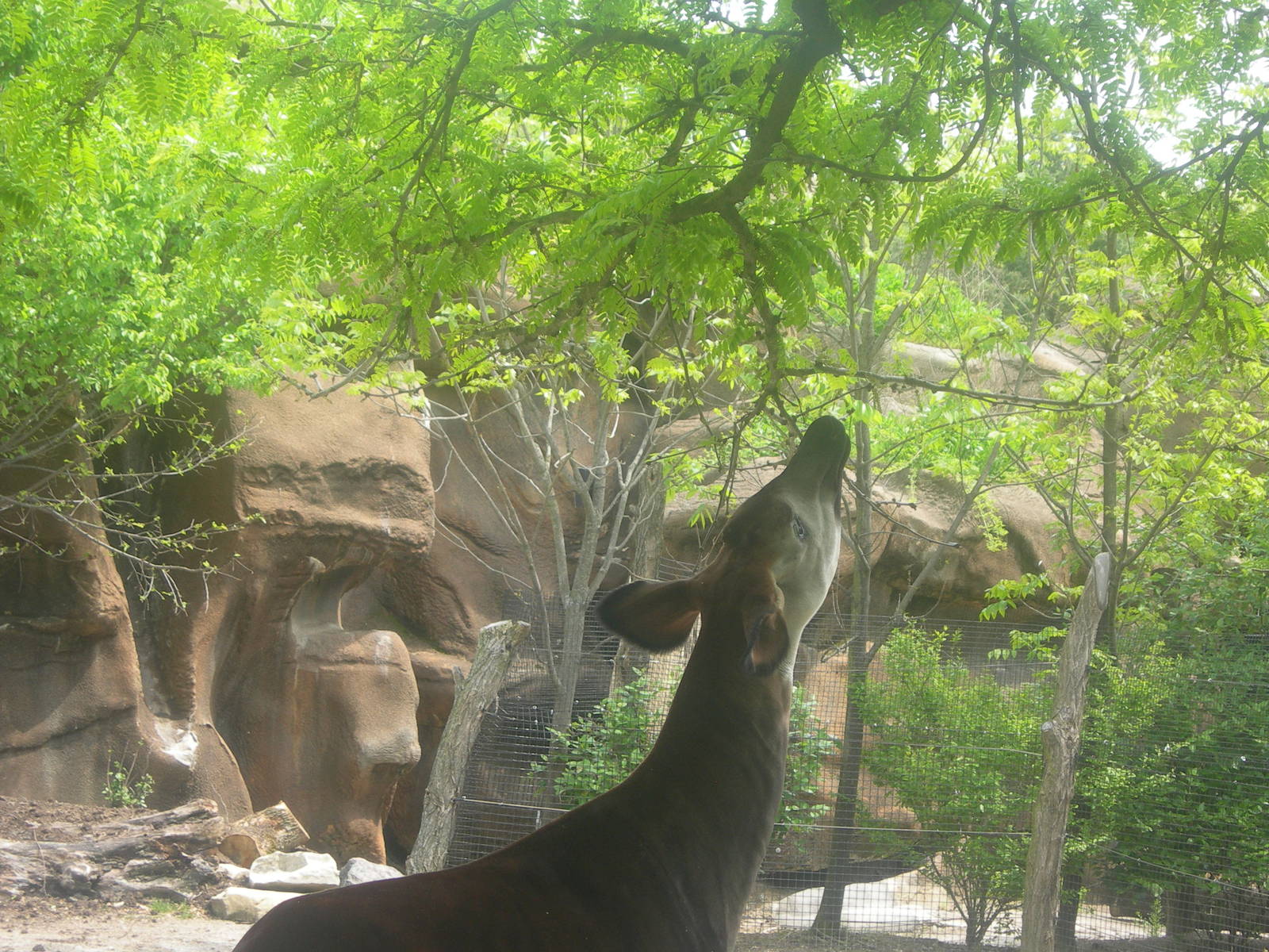 Okapi