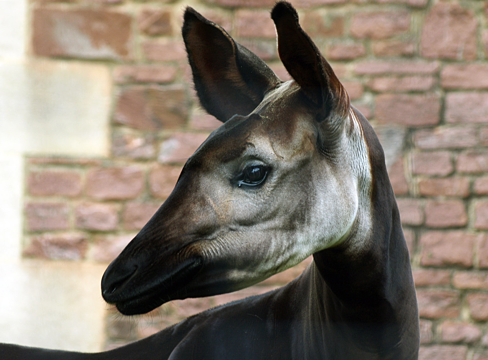 Okapi