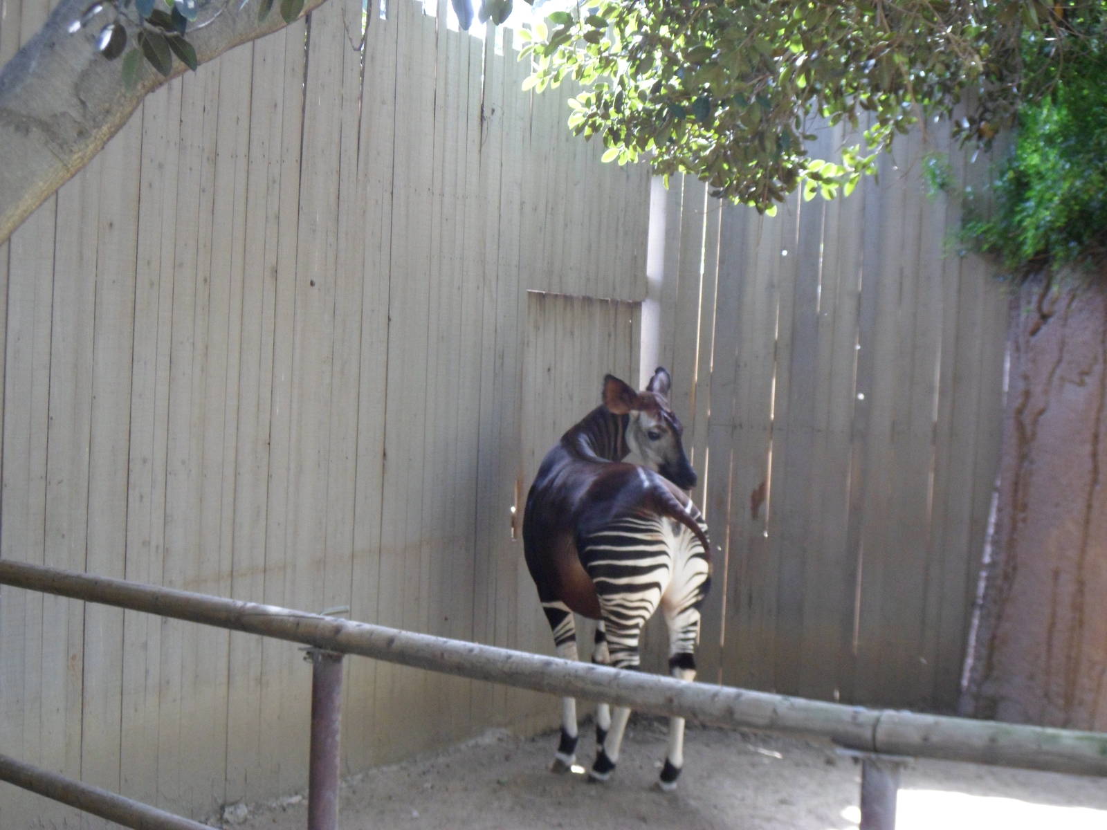 Okapi