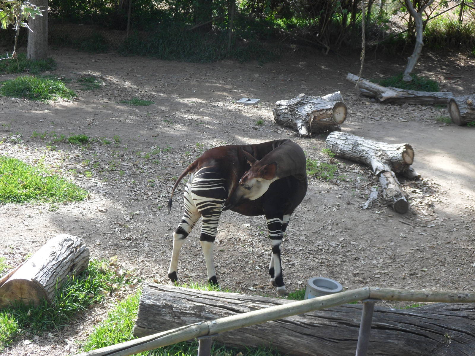 Okapi