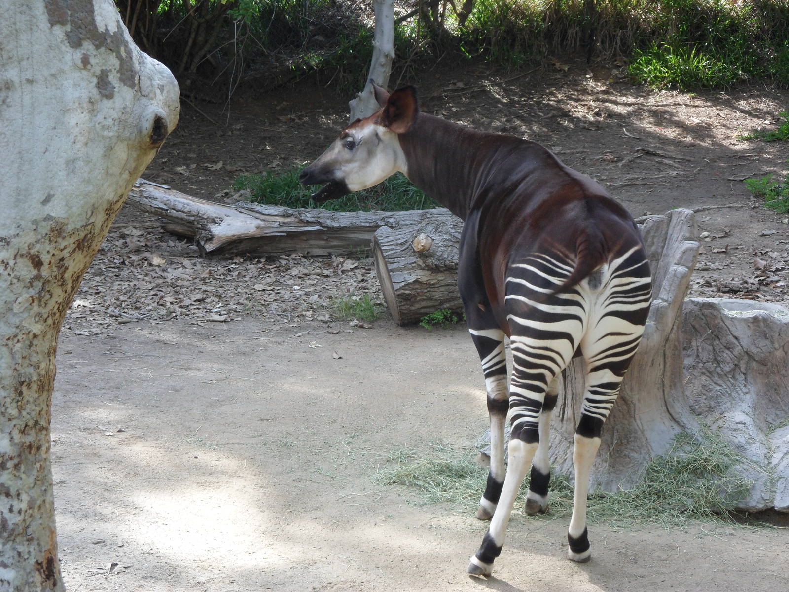 Okapi
