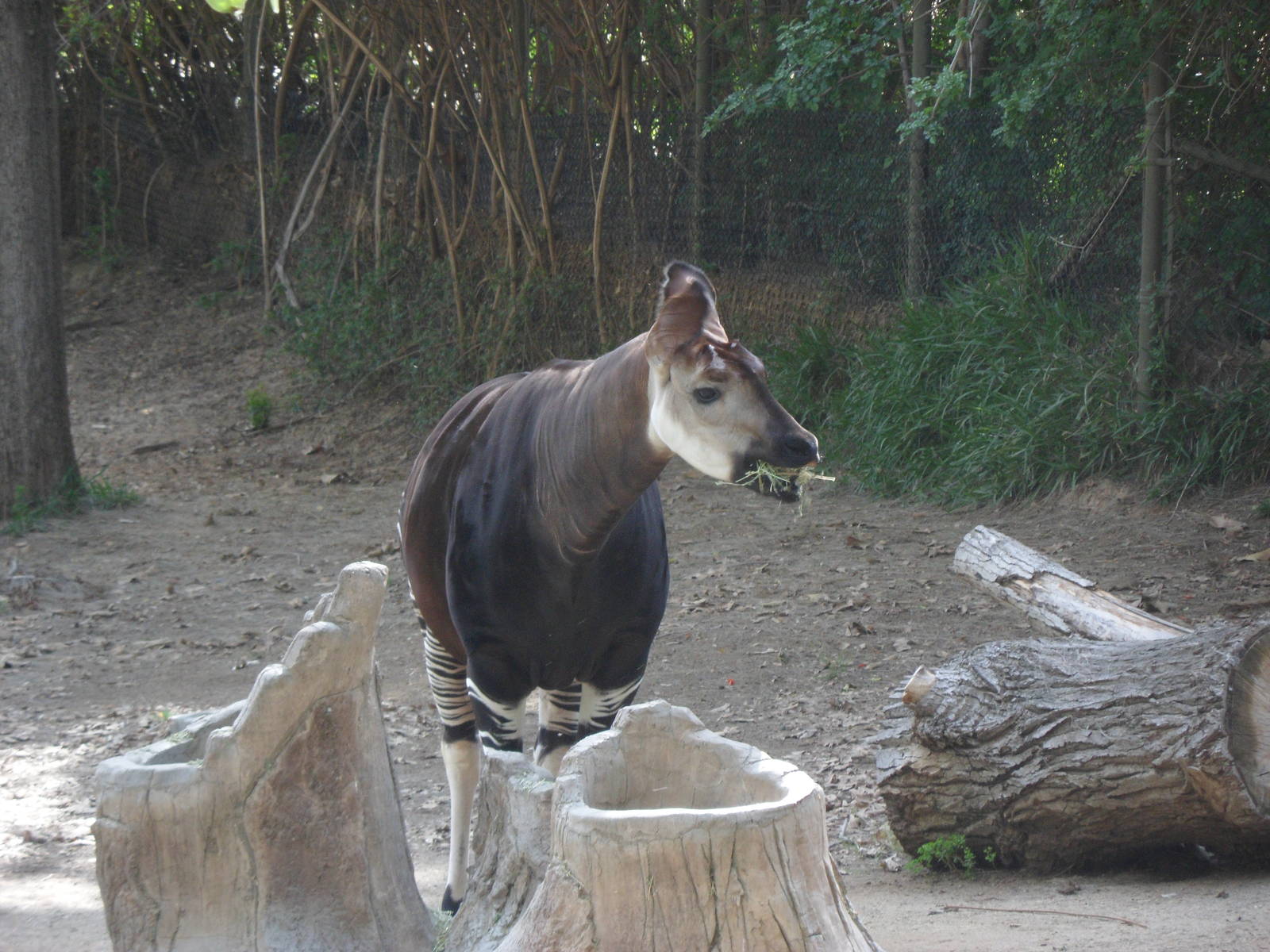 Okapi