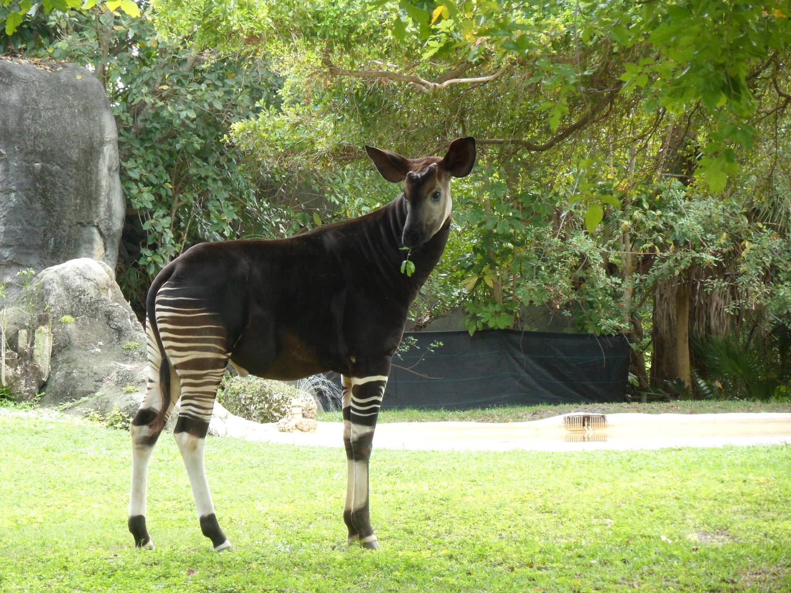 Okapi