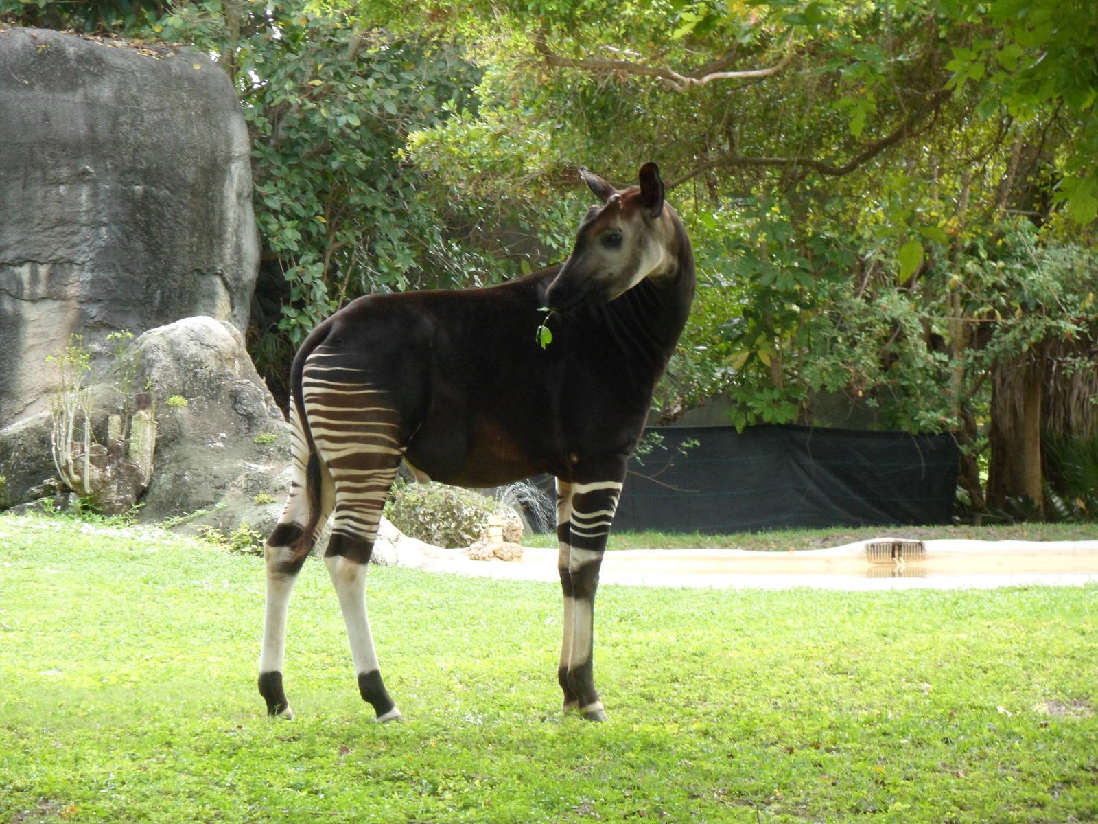 Okapi