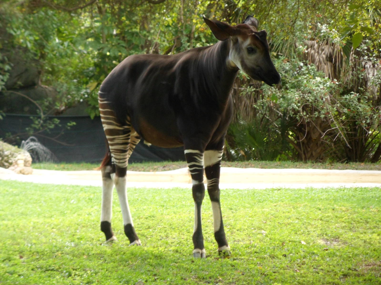Okapi