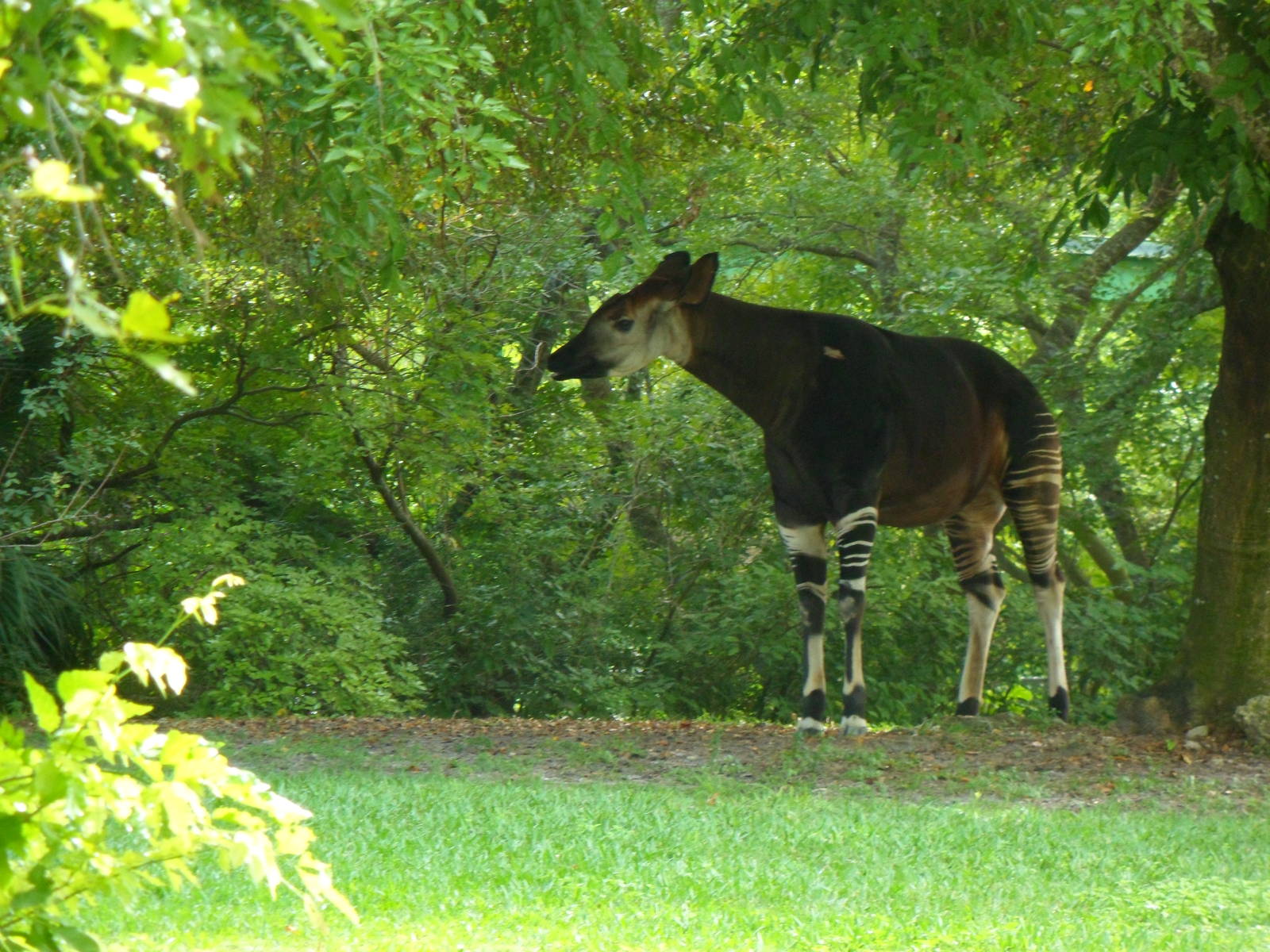 Okapi