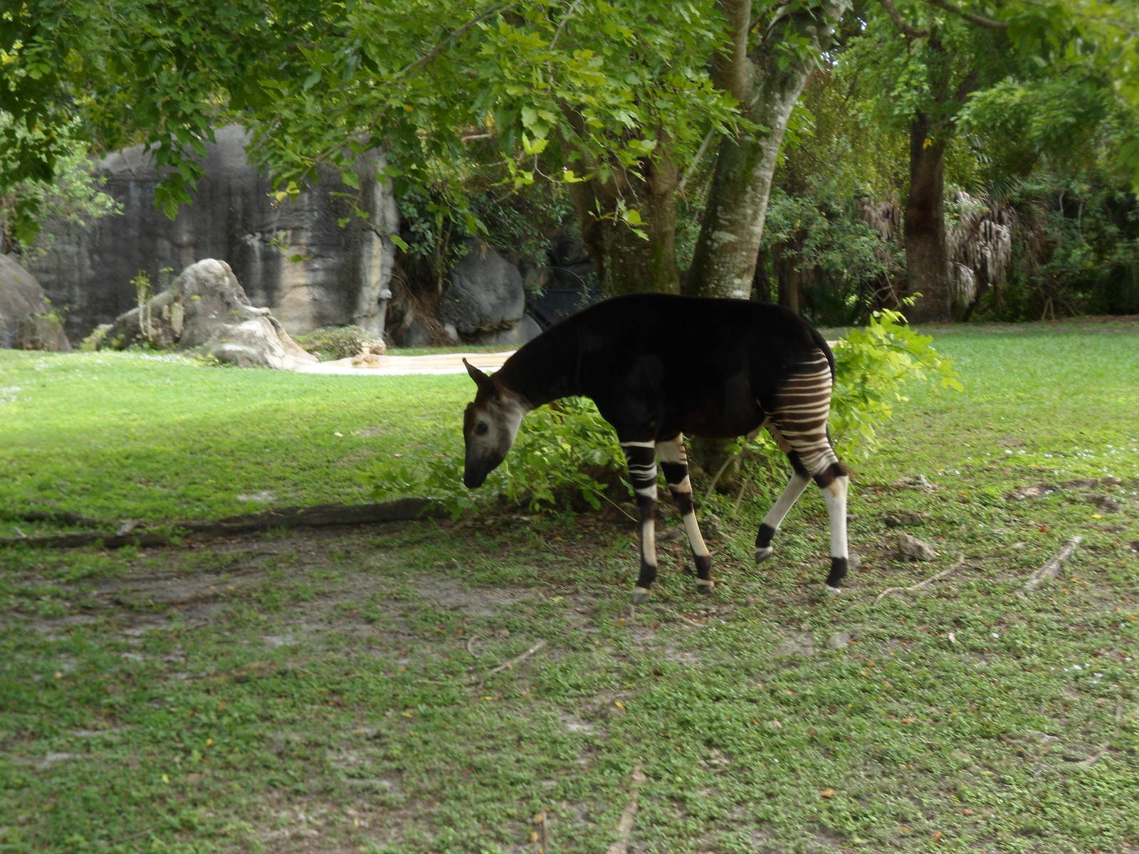 Okapi