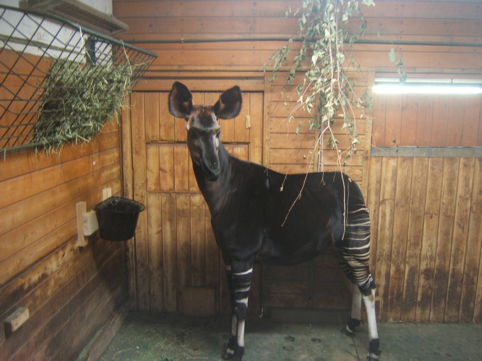Okapi