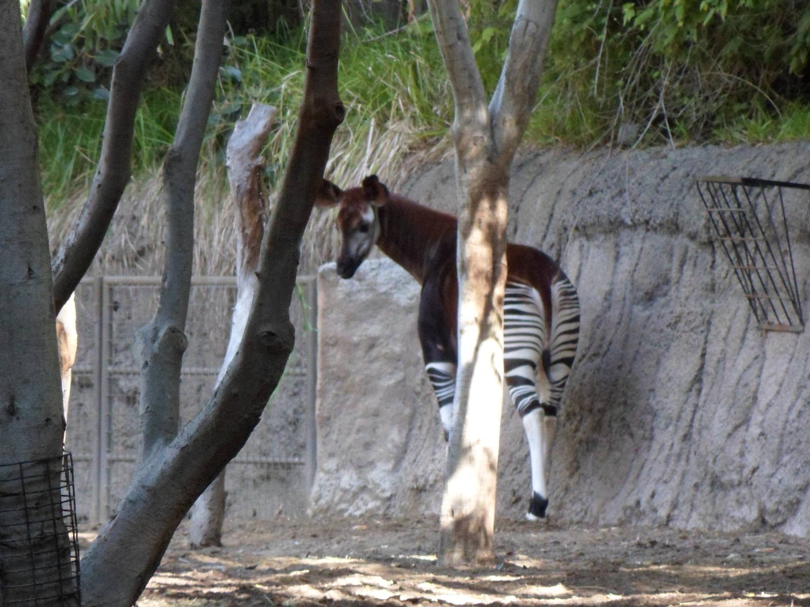 Okapi