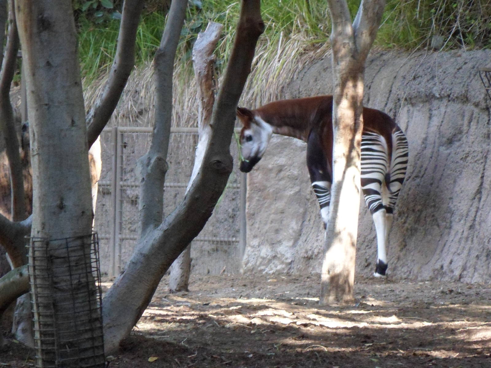 Okapi