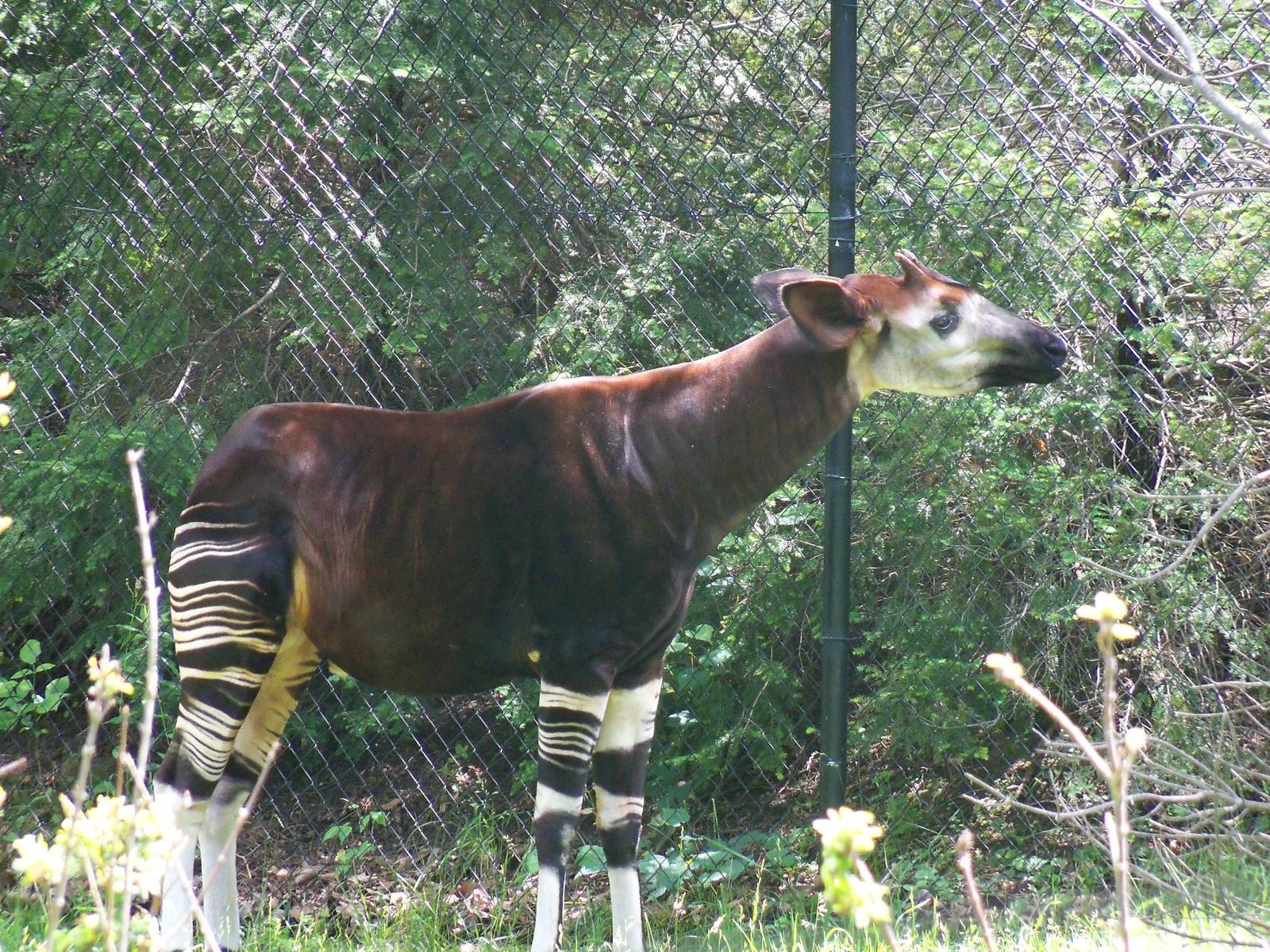 Okapi