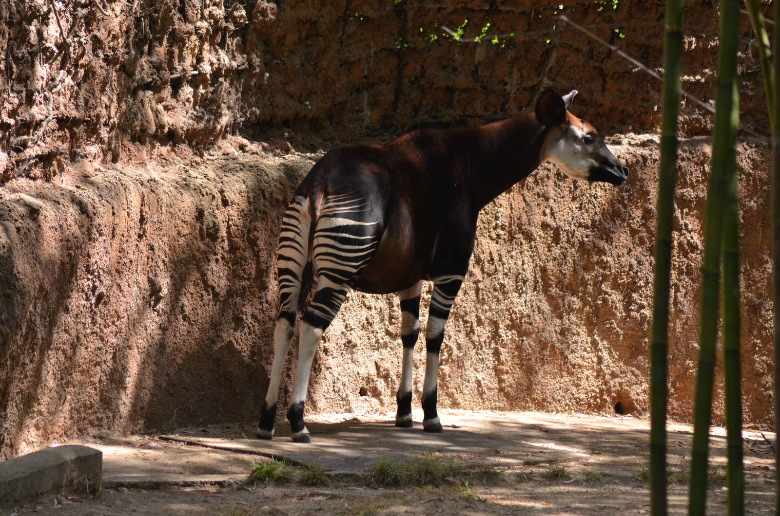 Okapi