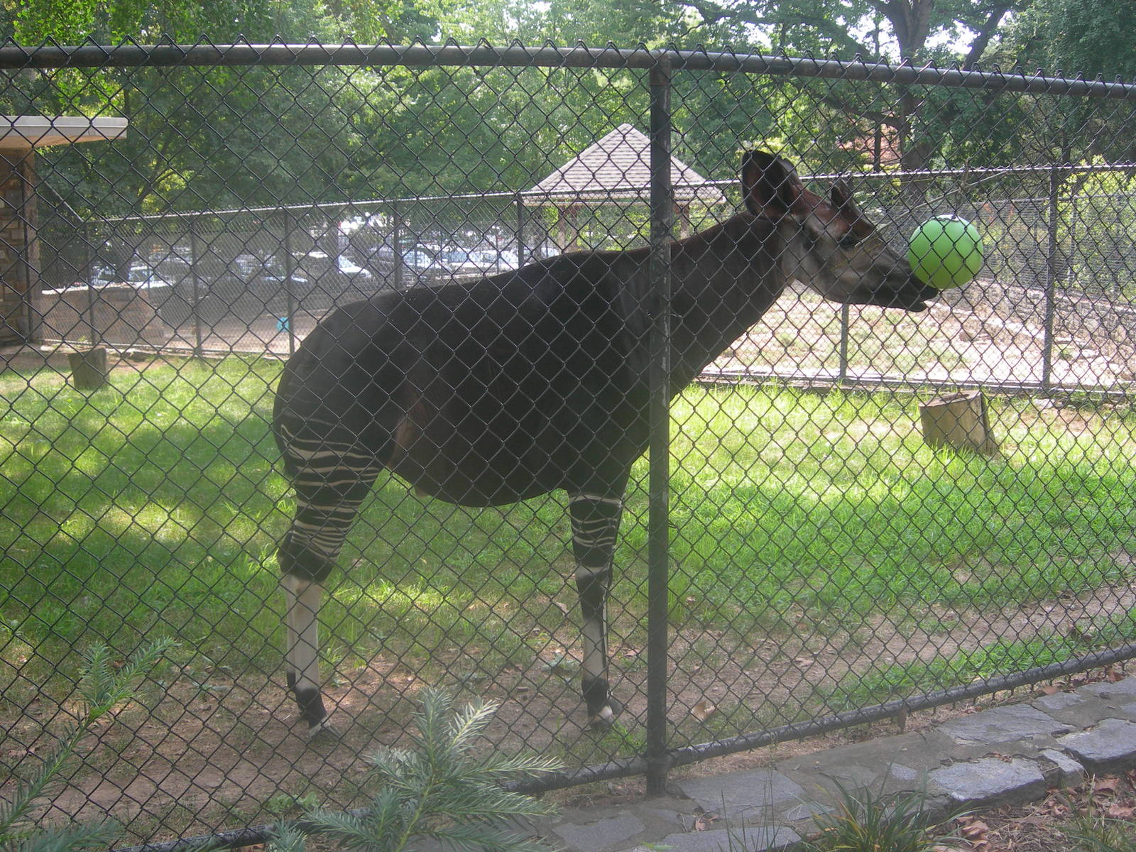 Okapi
