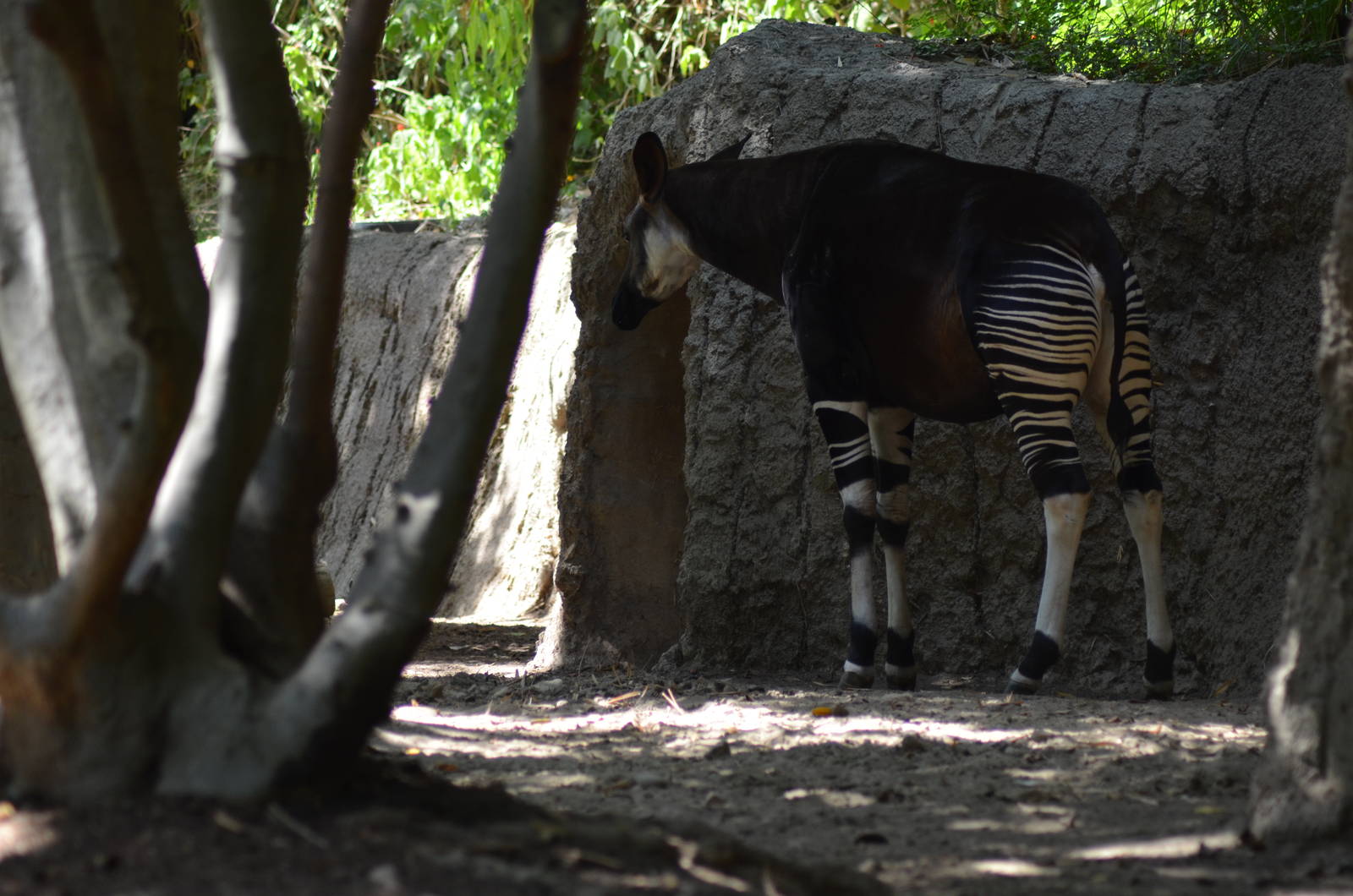 Okapi