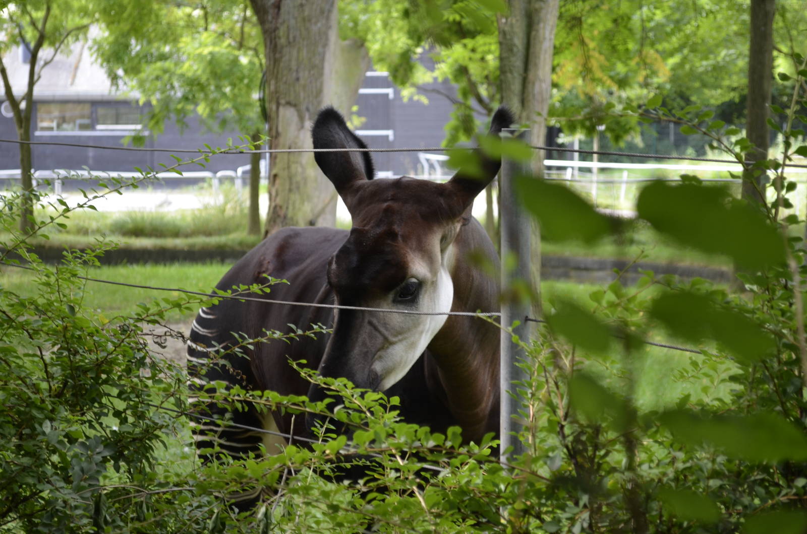 Okapi