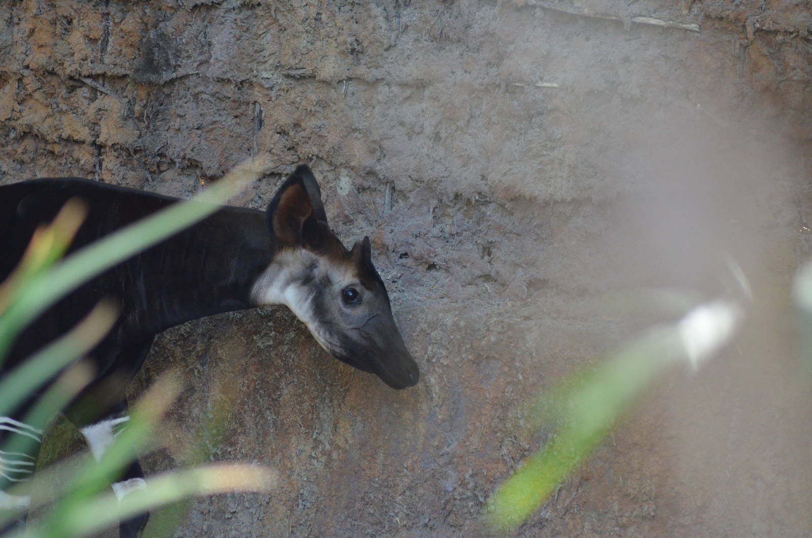 Okapi