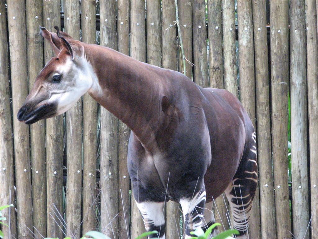 Okapi