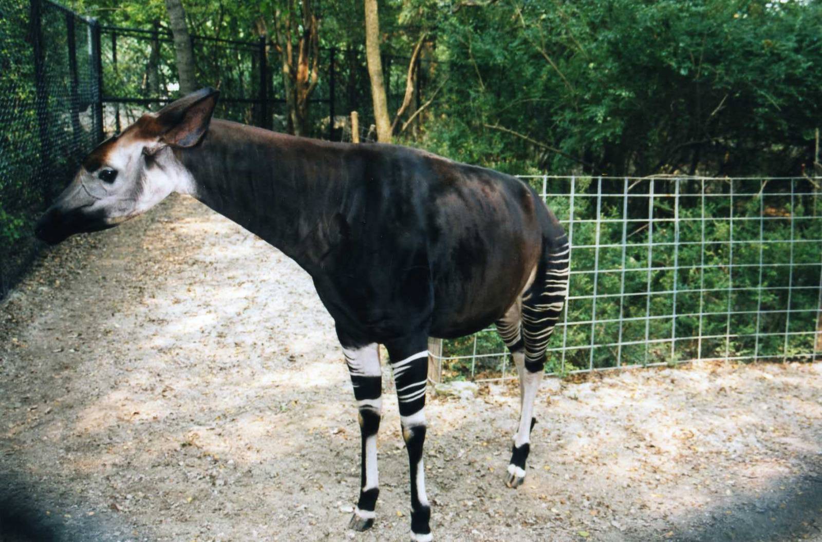 Okapi