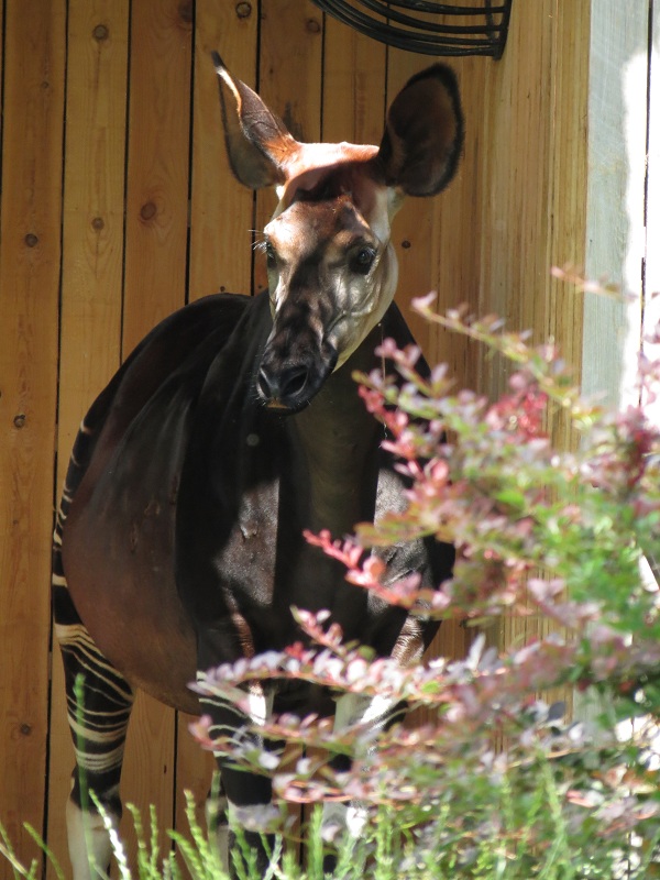 Okapi