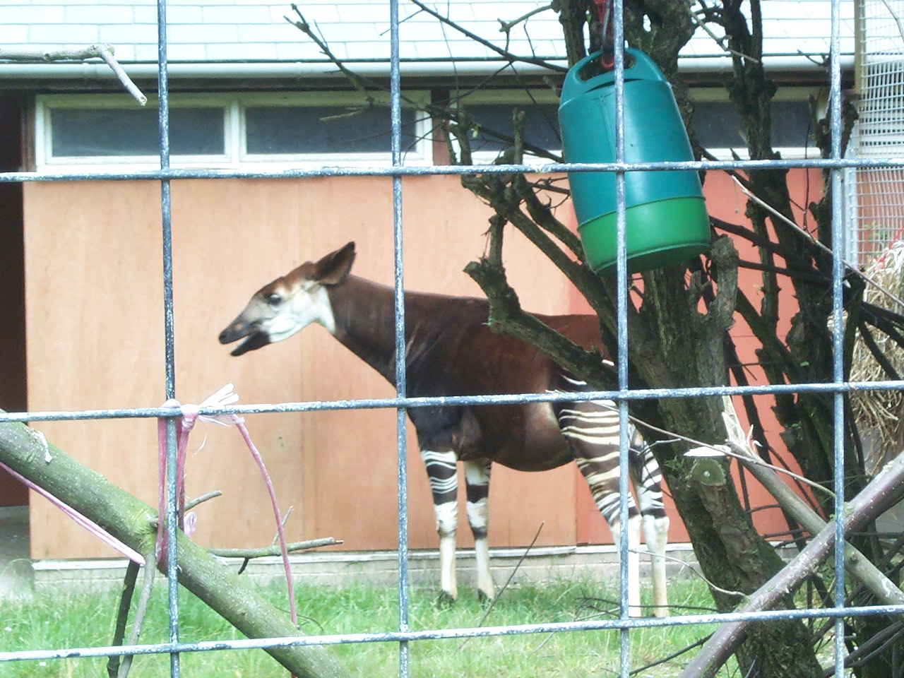 okapi