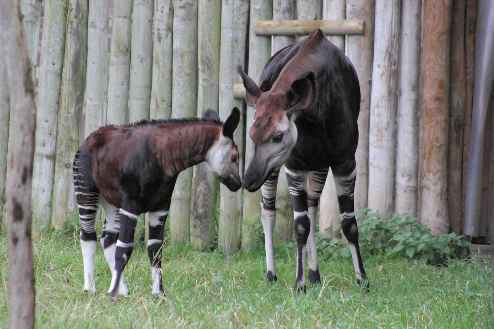 Okapi