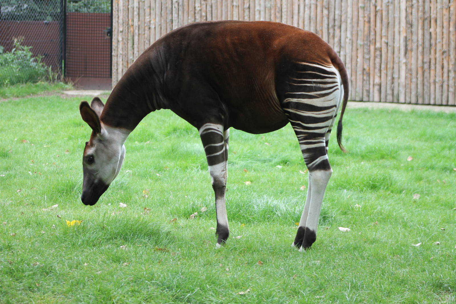 okapi