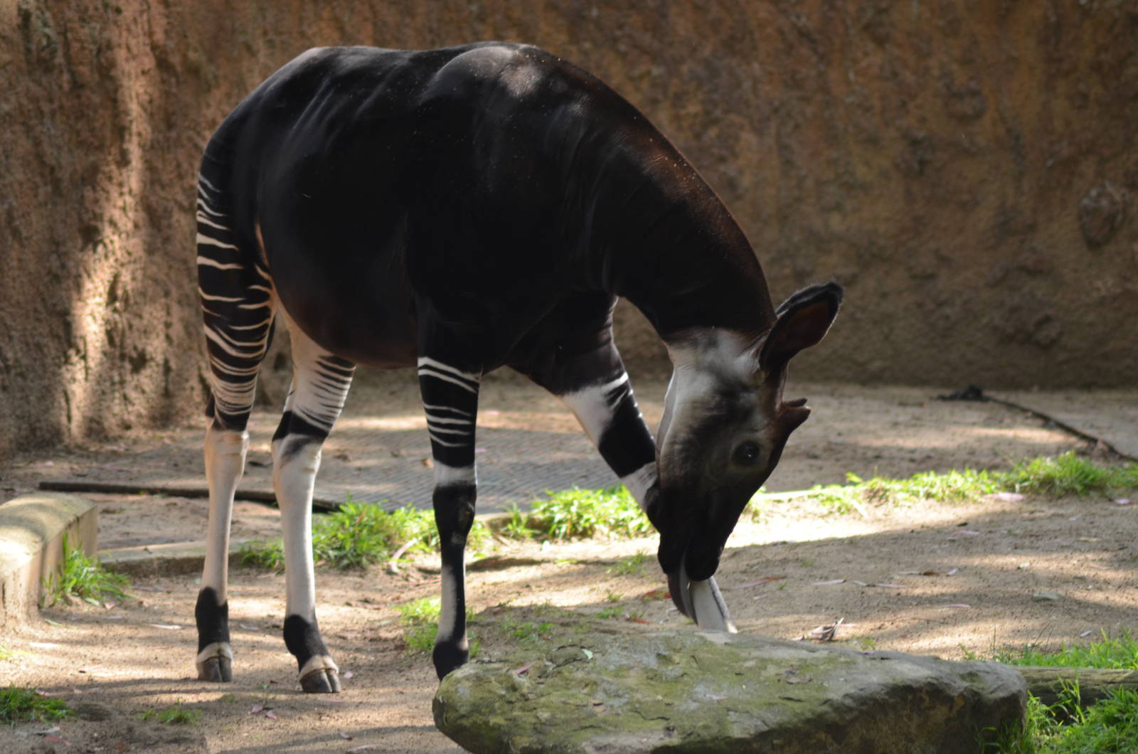 Okapi