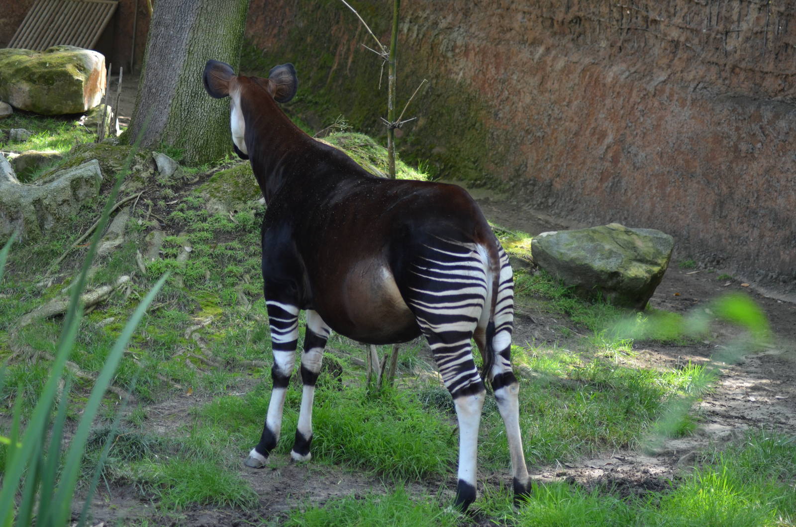 Okapi