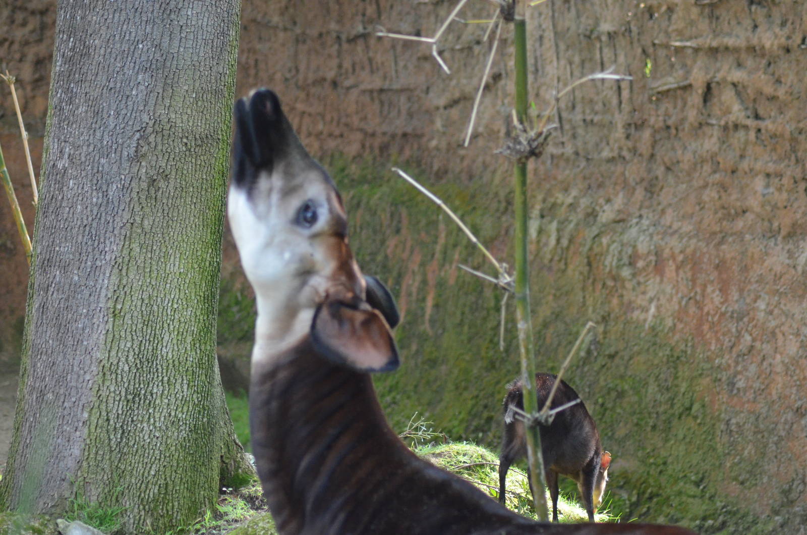Okapi