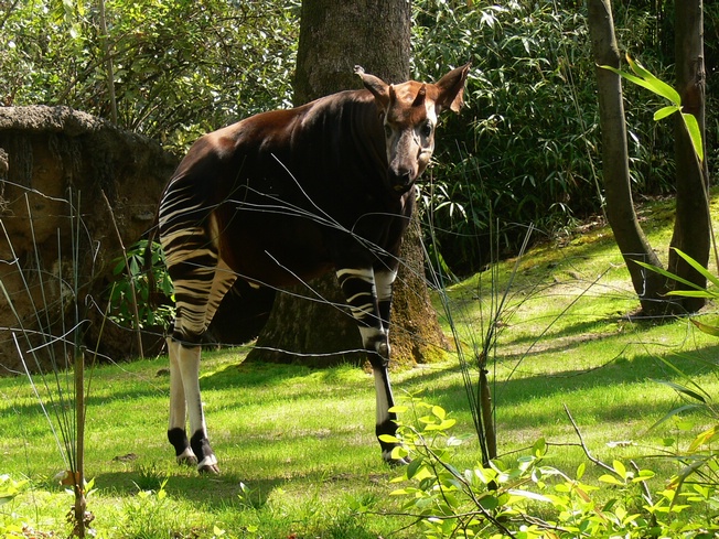 Okapi