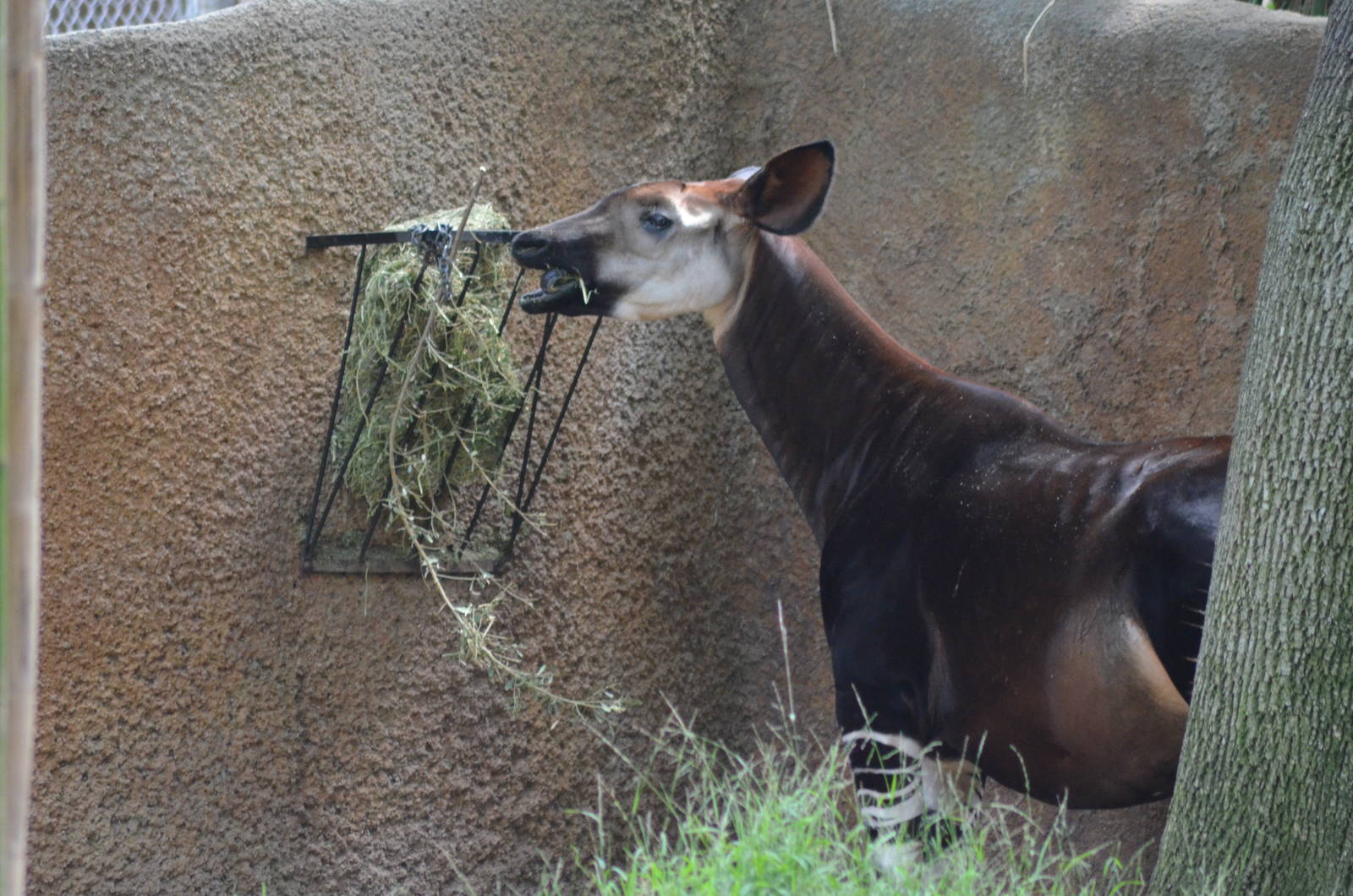 Okapi