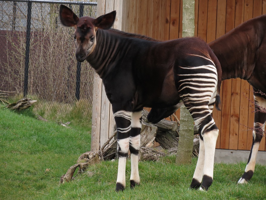 Okapi