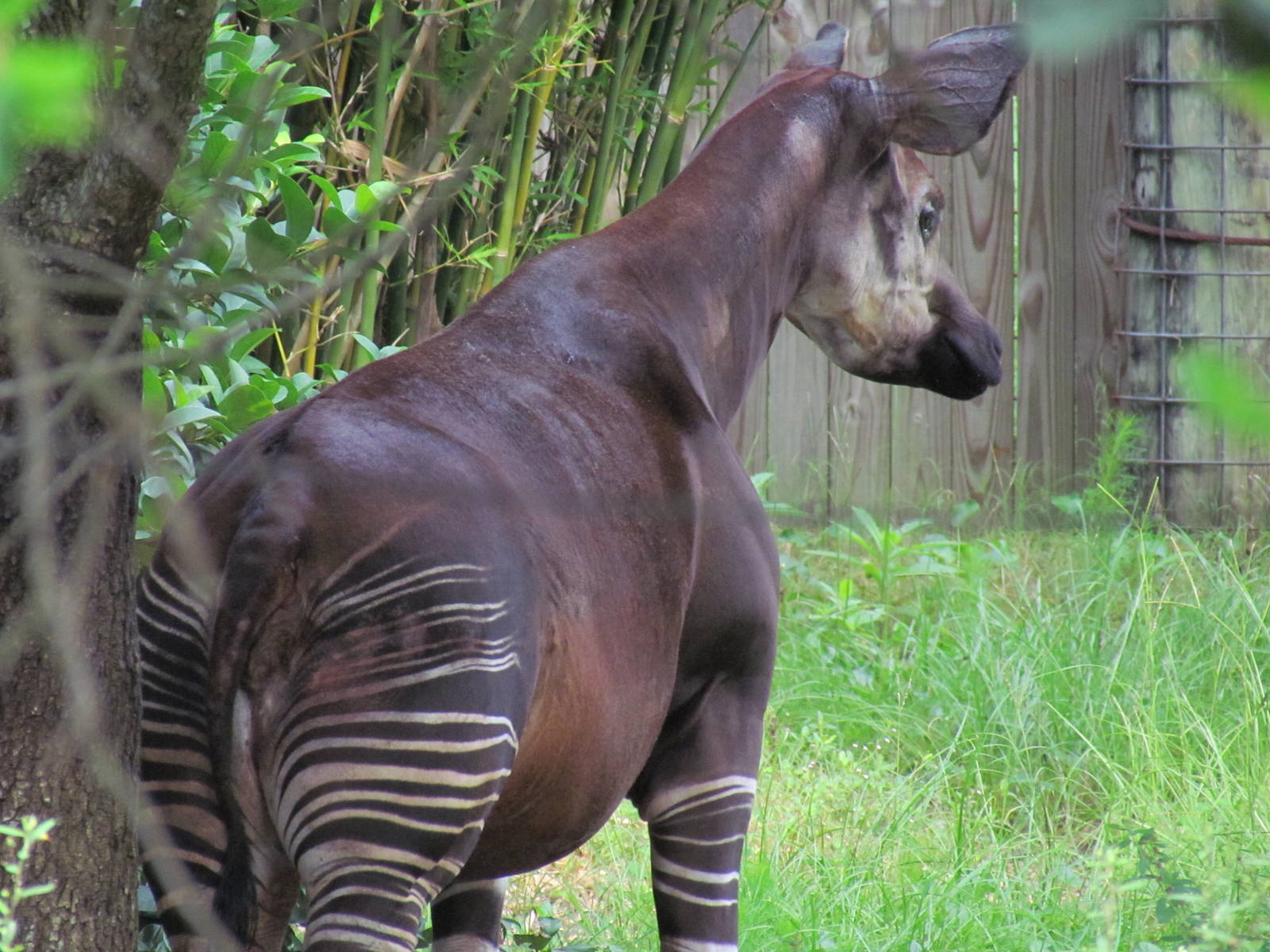 Okapi