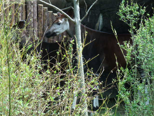 Okapi