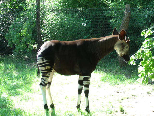 Okapi