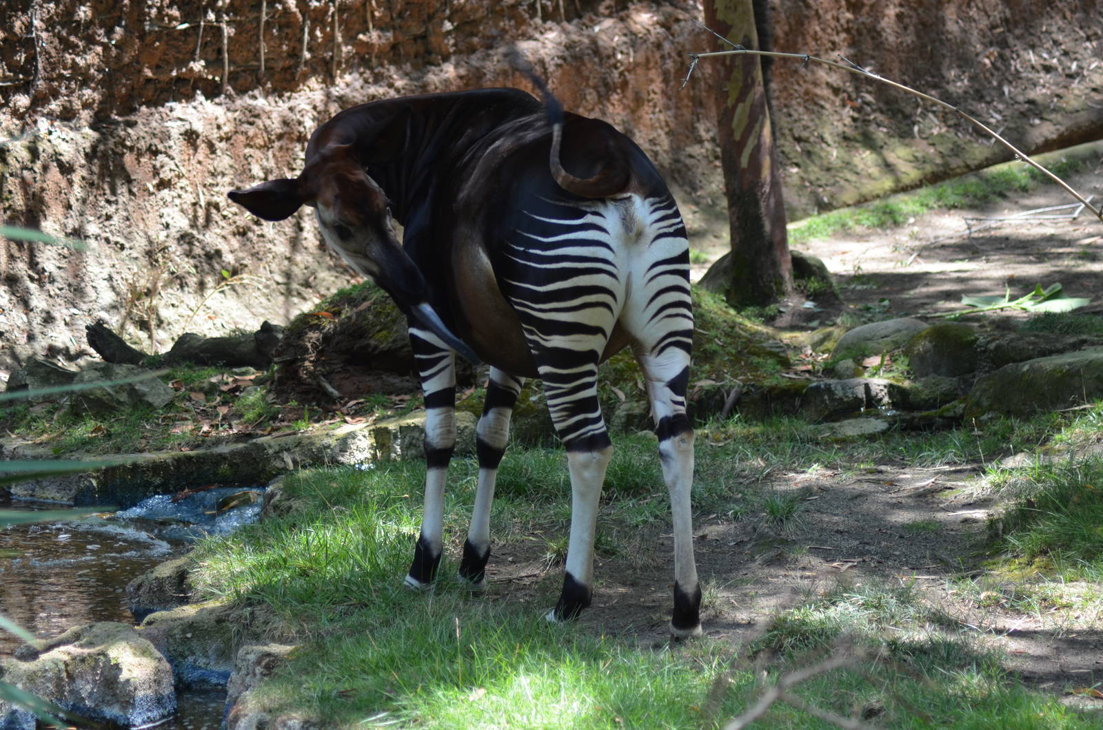 Okapi