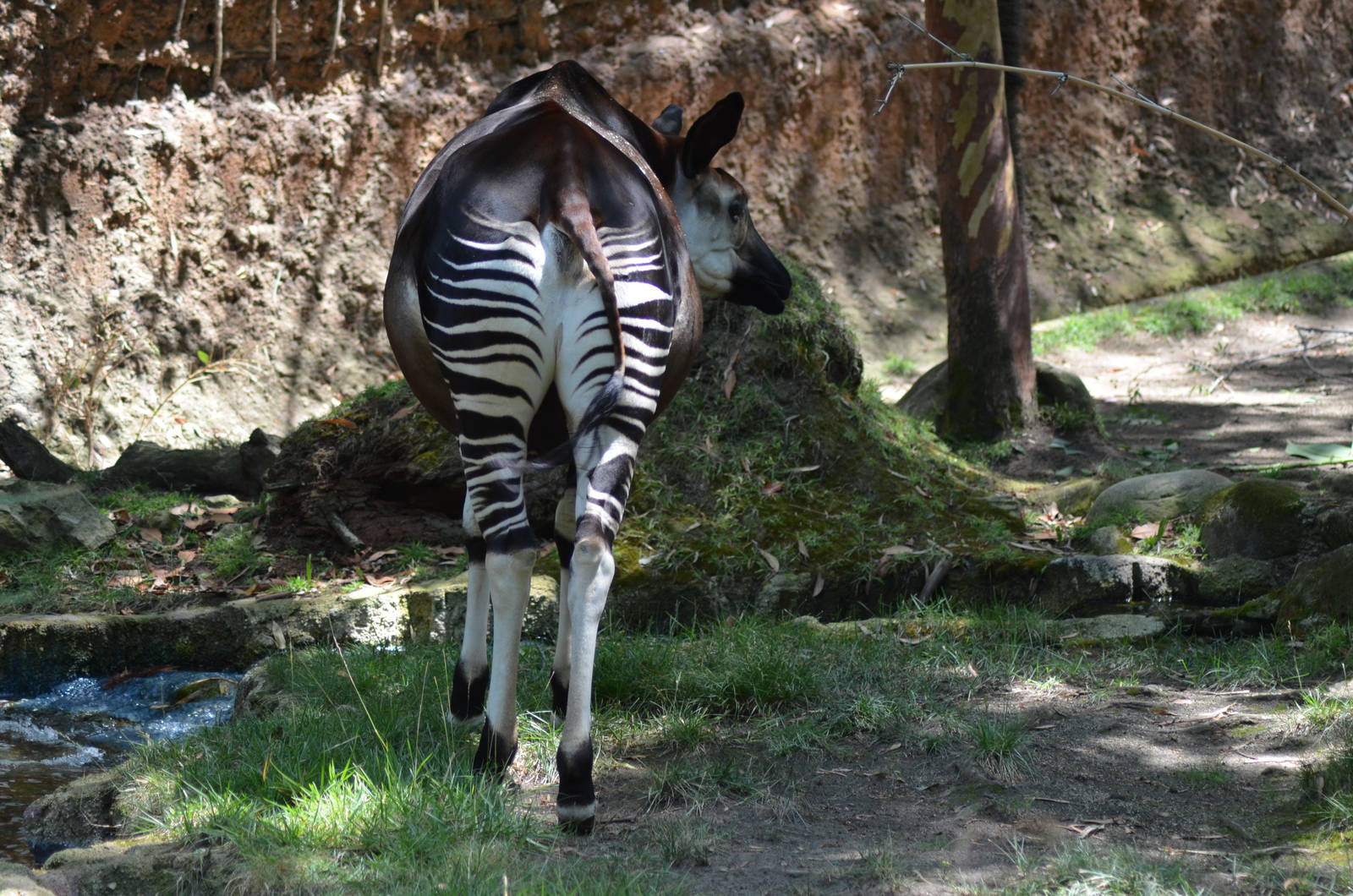 Okapi