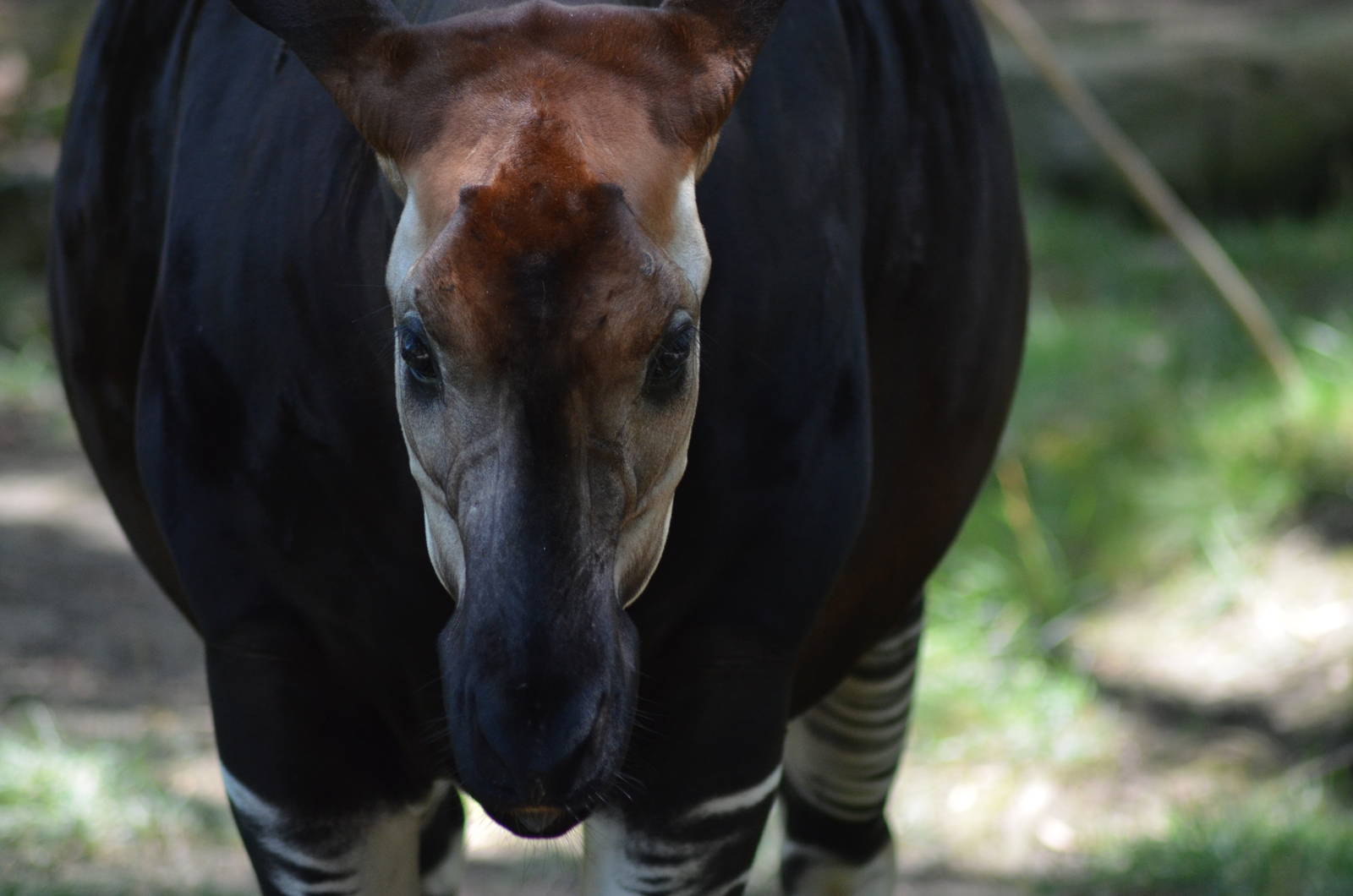 Okapi