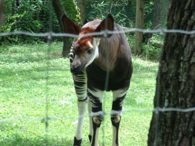 Okapi