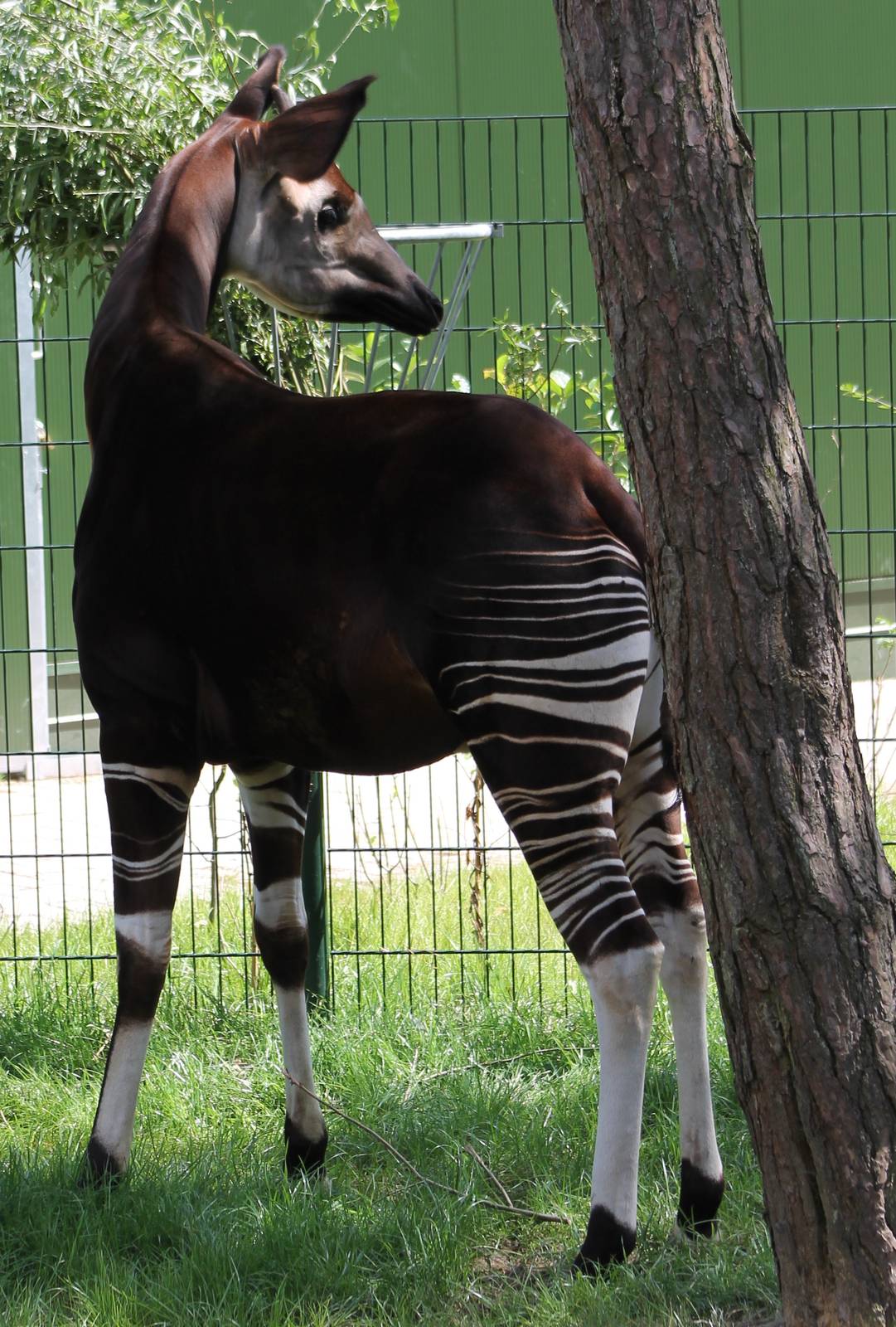 Okapi