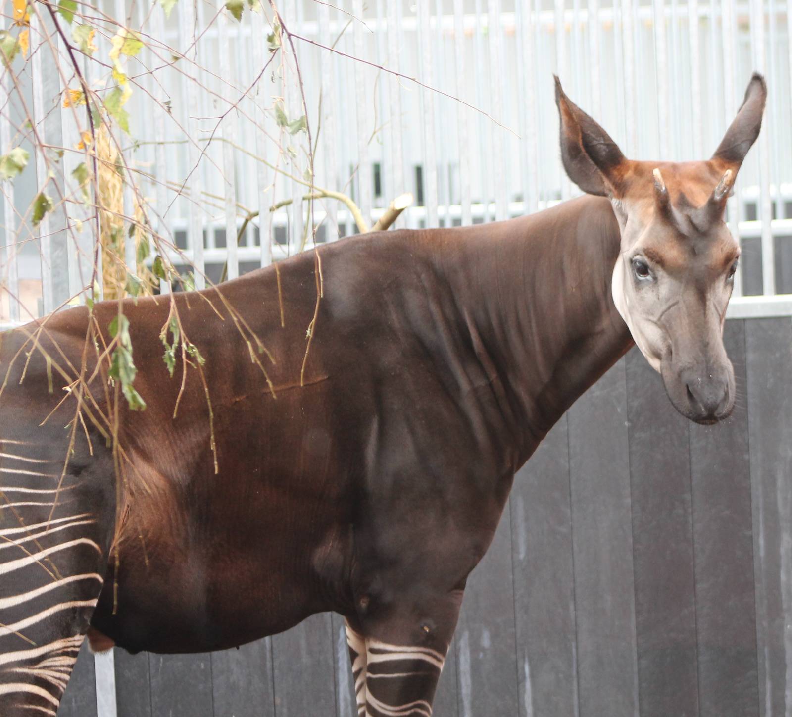 Okapi