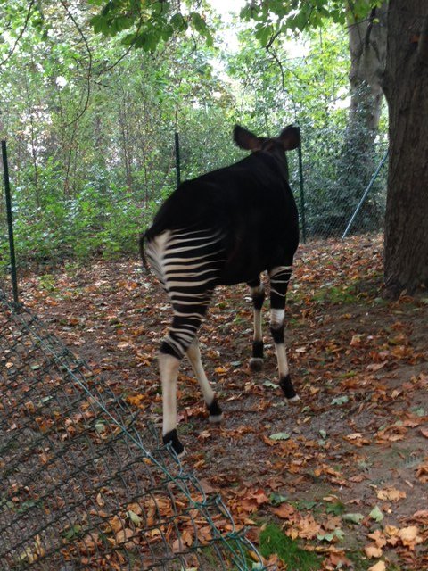 Okapi