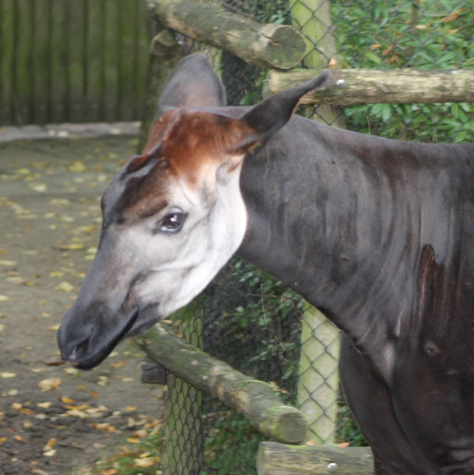 Okapi