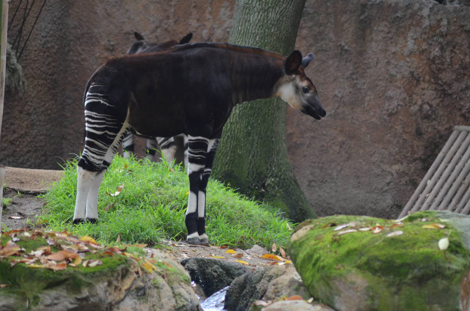 Okapi