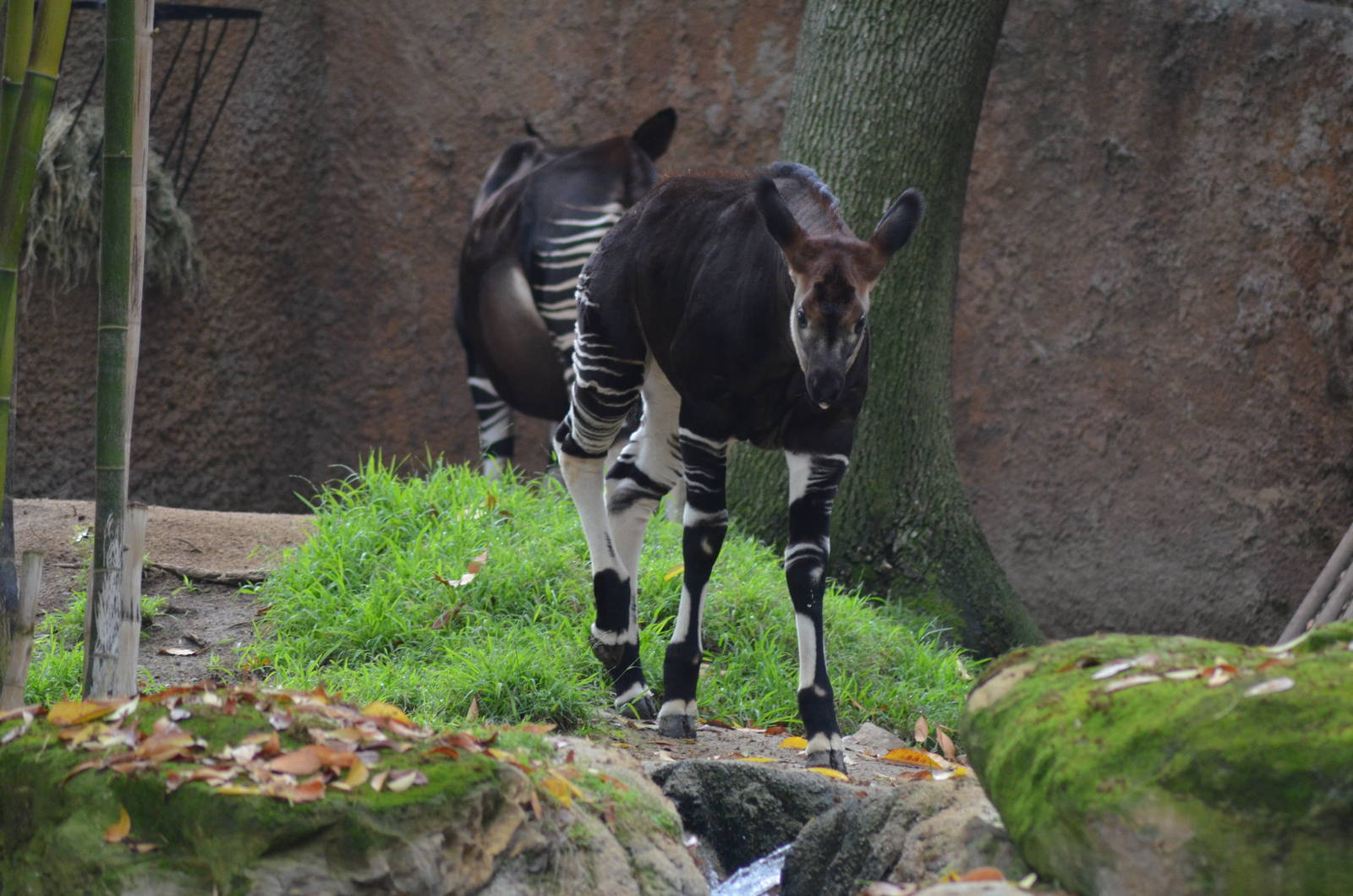 Okapi